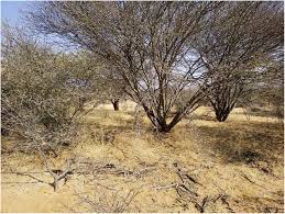 Image result for Aristida rhiniochloa