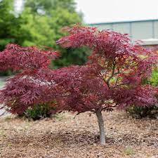 They may reach a height of 3 or 4 feet when they are ten years old. Red Dragon Japanese Maple Amazing Red Color Plantingtree
