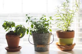 Are you wondering what plants you can grow hydroponically indoors if you don't have much space? Grow Your Own Windowsill Herb Garden