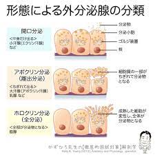 ３つの分泌様式 分泌の様式には開口分泌 アポクリン分泌 ホロクリン分泌の３種類があります 開口分泌 中身だけ出る エクリン汗腺 小汗腺 など アポクリン分泌 離出分泌 ちぎれて出る アポクリン汗腺 大汗腺 乳腺など ホロクリン分泌 全分泌 細胞全体
