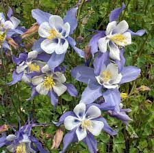 Blue is a symbol of the sky, white represents snow, and yellow symbolizes colorado's gold mining history. Blue Columbine Aquilegia Caerulea Applewood Seed Company