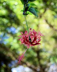 Image result for Hibiscus aethiopicus