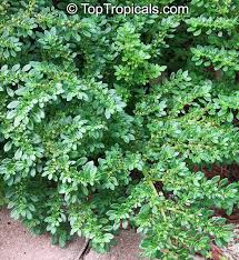 Image result for Pilea angolensis