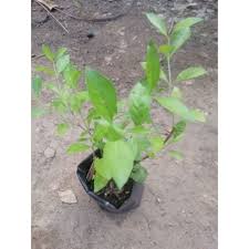 Pokok dukung anak khasiat for fever and lending manis. Buy Anak Pokok Inai Polybag Seetracker Malaysia