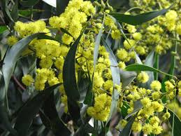 Remove plants in summer if they begin to look ragged. Acacia Pycnantha Wikipedia