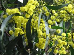 Flowers change from deep pink to pale pink with time and look so aesthetic, not only the flowers, but the foliage is also notable with serrated edges. Acacia Pycnantha Wikipedia