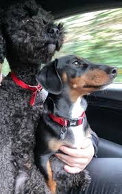 The following season featured the two brothers together, and they subsequently alternated with each other. Dog Born With Human Hand Taking His Pet Dog For A Ride Confusing Perspective