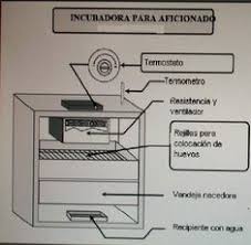 Descubre la mejor forma de comprar online. 47 Ideas De Incubadora Incubadora Incubadora Casera Incubadora De Huevos
