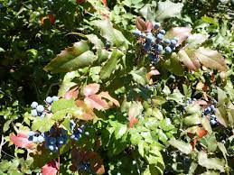 Other edible mushrooms are the lobster mushroom and golden chanterelle. Are These Berries Safe To Eat Oregon Grape Berries Forum At Permies
