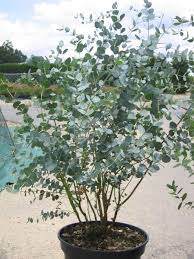 Eucalyptus Gunnii Recherche Google Pflanzen