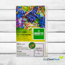 Image result for Lobesia botrana grapevine