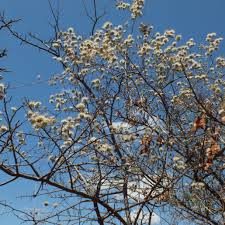 Image result for Combretum mkuzense