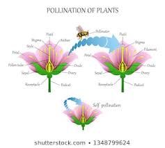 Pollination Images Stock Photos Vectors Shutterstock