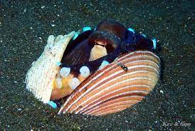 Coconut Octopus On Holiday In Lembeh Two Fish Divers