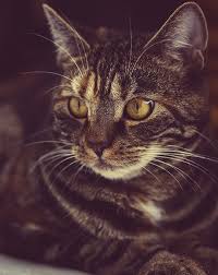 We did not find results for: Pet Home Euthanasia Service Claremont In Home Pet Euthanasia Claremont Ca