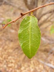 Image result for Malaxis schliebenii