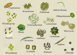 Check spelling or type a new query. 10 Microbiology Ideas Microbiology Algae Microscopic Algae