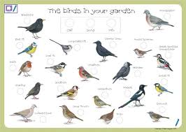 Bird Drawing With Name Bing Images British Birds