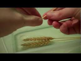 In Order To Weave With Wheat There Are A Few Basics Things That Will Be Required For Any Weaving You Choose To Do This Straw Weaving Corn Dolly Straw Crafts