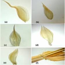 Image result for Brachychloa schiemanniana
