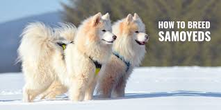 how to breed samoyeds health litter size background faq