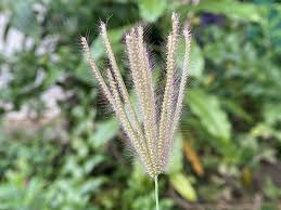 Image result for Chloris roxburghiana