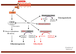 Glucagon is used in the event that a person with diabetes loses consciousness due to hypoglycemia and is unable to swallow glucose. Ijms Free Full Text Glucagon Receptor Signaling And Glucagon Resistance Html