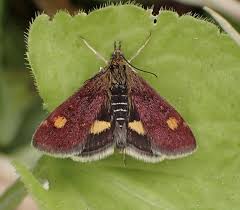 Image result for Pyrausta ostrinalis