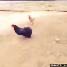 Chicken Vs Shotgun On Make A Gif