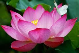 Diferents tipus de flors i inflorescències. 12 Amazing Facts About Flowers