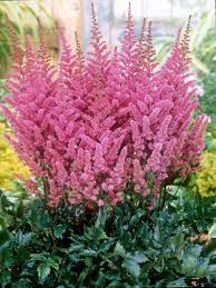 Astilbe Maggie Daley Bluestone Perennials
