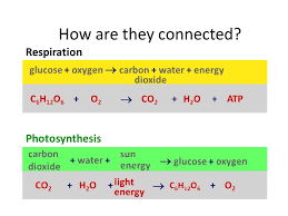 To balance the oxygen atoms for the reactant side, you need to. What Are The Reactants In The Equation For Cellular Respiration Cellular Respiration Ck 12 Foundation The Chemical Equation For Cellular Respiration Is Opposite To The Equation For Photosynthesis Am I A Dreamer