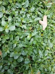 Image result for Alternanthera caracasana