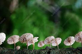 Image result for Marasmius opacus
