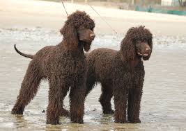pin by vane gonzalez on irish water spaniels irish water spaniel spaniel group of dogs
