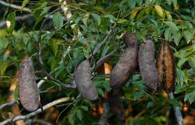 Image result for Erythrophleum