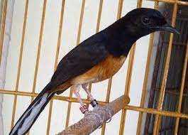 Penyebab Dan Cara Mengobati Murai Batu Yang Sakit Maskicau Net