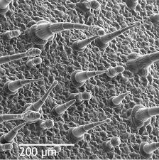 Epidermis Botany Image Of The Day Scanning Electron Microscope Things Under A Microscope
