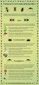 There could be several reasons for you to call our pest control company. No1 Pest Control Brisbane No1pestbri Profile Pinterest