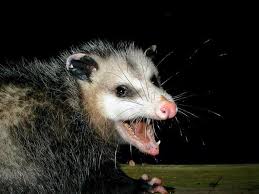 This is due to the amount of funding obtained from. When Is A Possum Not An Opossum