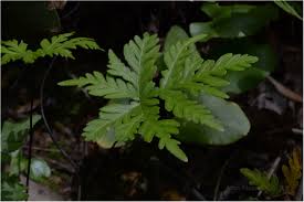 Image result for Doryopteris concolor