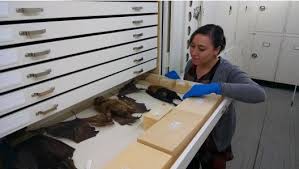 AIC & FAIC على X: ""Surveying Historic Taxidermy" @AMNH w/ AIC members Fran  Ritchie & Caitlin Richeson: https://t.co/VGL9hHQzFg  https://t.co/ORqEK4czrl"
