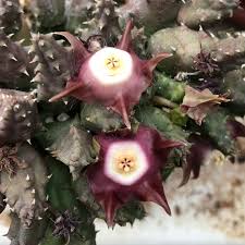 Image result for Duvalia