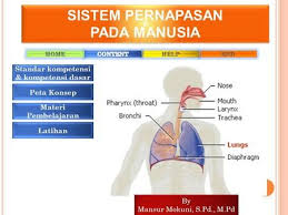Sistem Pernapasan Pada Manusia Sistem Pernapasan Pada Manusia Latihan Materi Pembelajaran Peta Konsep Standar Kompetensi Kompetensi Da Manusia Belajar Terapi