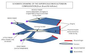The fds and fdp tendons should be tested individually; Flexor Digitorum Superficialis Handlab Resources