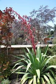 Image result for Beschorneria yuccoides