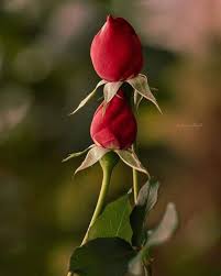 الحب يأتي دون سبب ليس هناك قيود له ‏لا يأتي بمال ولا يؤخذ بجمال ولا يقاس  بعمر هو قدر ..