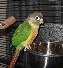 Birds That Start With Q In Spanish Is This A Macaw Amazon Or Conure Parrots Feathers Parakeet Pet Birds Pet Bird Cage Conure Parrots