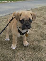 Black And Tan Puggle Chug Chihuahua Pug Mix They Grow Up To Be Just As Cute Like Having A Permanent Puppy That Face Chihuahua Pug Mix Pug Mix Cute Animals