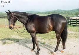 Black And Brown Horse Brown Horse Horse Coloring Horses Brown Horse